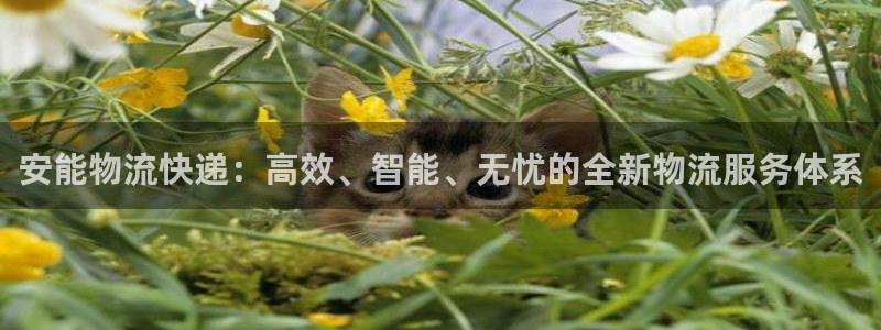 ,优游国际预测加拿大：安能物流快递：